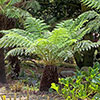 Tree Fern Dicksonia Antarctica