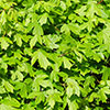 Field Maple Hedge Acer campestre Pack of 10 Bare Roots 90/120cm Field Maple Hedge Acer campestre Pack of 10 Bare Roots 90/120cm