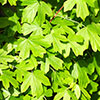 Field Maple Hedge Acer campestre Pack of 25 Bare Roots 90/120cm Field Maple Hedge Acer campestre Pack of 25 Bare Roots 90/120cm