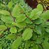 Hornbeam Hedge Carpinus betulus Pack of 25 Bare Root 60/90cm Hornbeam Hedge Carpinus betulus Pack of 25 Bare Root 60/90cm