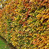Hornbeam Hedge Carpinus betulus Pack of 25 Bare Roots 90/120cm Hornbeam Hedge Carpinus betulus Pack of 25 Bare Roots 90/120cm