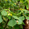 Hazel Hedge Corylus avellana Pack of 10 Bare Roots 90/120cm Hazel Hedge Corylus avellana Pack of 10 Bare Roots 90/120cm
