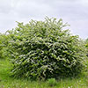 Hawthorn Hedge Crataegus monogyna Pack of 10 Bare Roots 90/120cm Hawthorn Hedge Crataegus monogyna Pack of 10 Bare Roots 90/120cm
