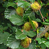 Common Beech Hedge Fagus sylvatica Pack of 25 Bare Roots 90/120cm