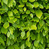 Common Beech Hedge Fagus sylvatica Pack of 50 Bare Roots 90/120cm Common Beech Hedge Fagus sylvatica Pack of 50 Bare Roots 90/120cm