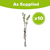 Privet Hedging Ligustrum ovalifolium Pack of 10 Bare Roots 90/120cm