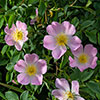 Dog Rose Hedge Rosa canina Pack of 25 Bare Roots 90/120cm