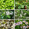 Mixed Native Hedging Collection 40/60cm Mixed Native Hedging Collection 40/60cm