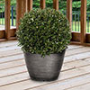 Ilex crenata Japanese Holly Topiary Ball Ilex crenata Japanese Holly Topiary Ball