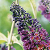 Buddleia Flower Power