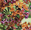Buddleia Flower Power