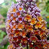 Buddleia Flower Power