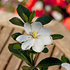 Gardenia Kleims Hardy