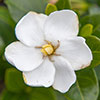 Gardenia Kleims Hardy
