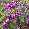 Callicarpa Profusion Beautyberry