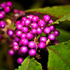 Callicarpa Profusion Beautyberry