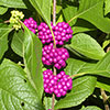 Callicarpa Profusion Beautyberry