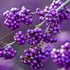 Callicarpa Profusion Beautyberry