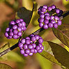 Callicarpa Profusion Beautyberry