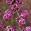 Callicarpa Profusion Beautyberry