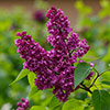 Fragrant Lilac Charles Joly