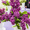 Fragrant Lilac Charles Joly