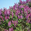 Fragrant Lilac Charles Joly