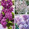 Fragrant French Lilac Collection