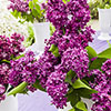 Fragrant French Lilac Collection