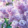 Fragrant French Lilac Collection