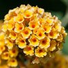 Buddleia Sungold
