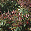Photinia Red Robin 9cm