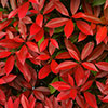 Photinia Red Robin 9cm