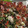 Photinia Red Robin 9cm