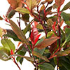 Photinia Red Robin 9cm