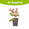 Photinia Red Robin 9cm