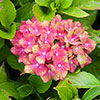 Hydrangea Glam Rock