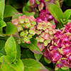Hydrangea Glam Rock