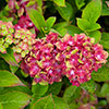 Hydrangea Glam Rock