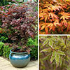 Japanese Maple Acer Collection