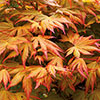 Japanese Maple Acer Collection