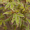 Japanese Maple Acer Collection