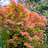 Acer palmatum Orange Dream
