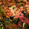 Acer palmatum Orange Dream