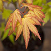 Acer palmatum Orange Dream