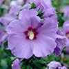 Hardy Hibiscus Collection - 3 varieties