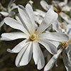 Magnolia stellata