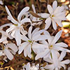 Magnolia stellata