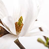 Magnolia stellata