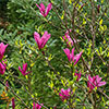 Magnolia Susan